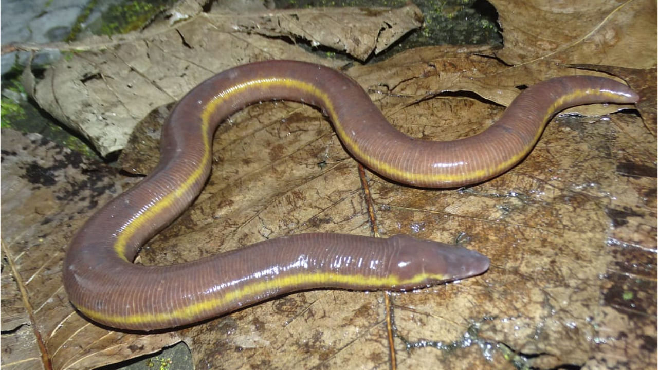 Ichthyophis colourful, the limbless amphibian found in Mizoram recently. Credit: HT Lalremsanga