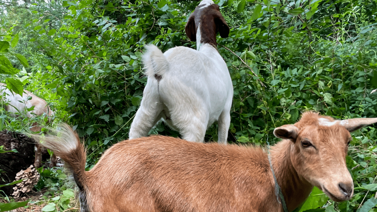 Of the 24 goats, five will call Riverside Park home until the end of August. Credit: Reuters Photo