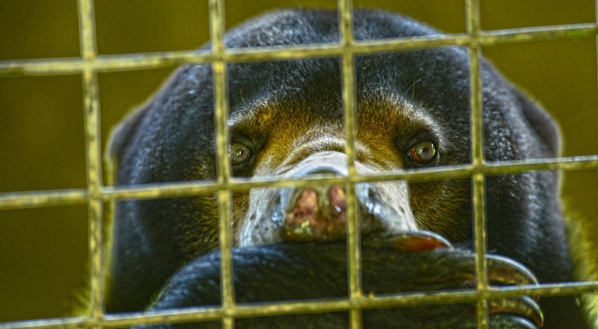 Bear wildlife trade. Photo by Joseph M Kiesecker