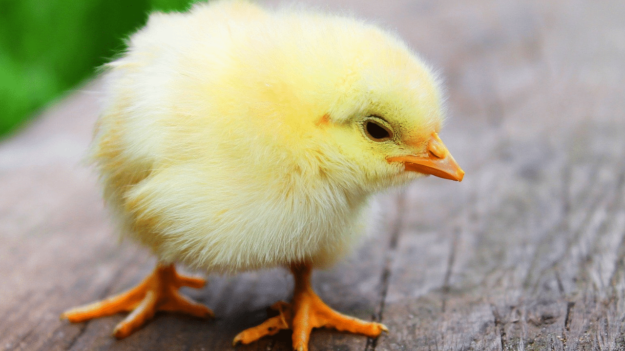Each year, 50 million male chicks are culled in this way. Credit: Pixabay