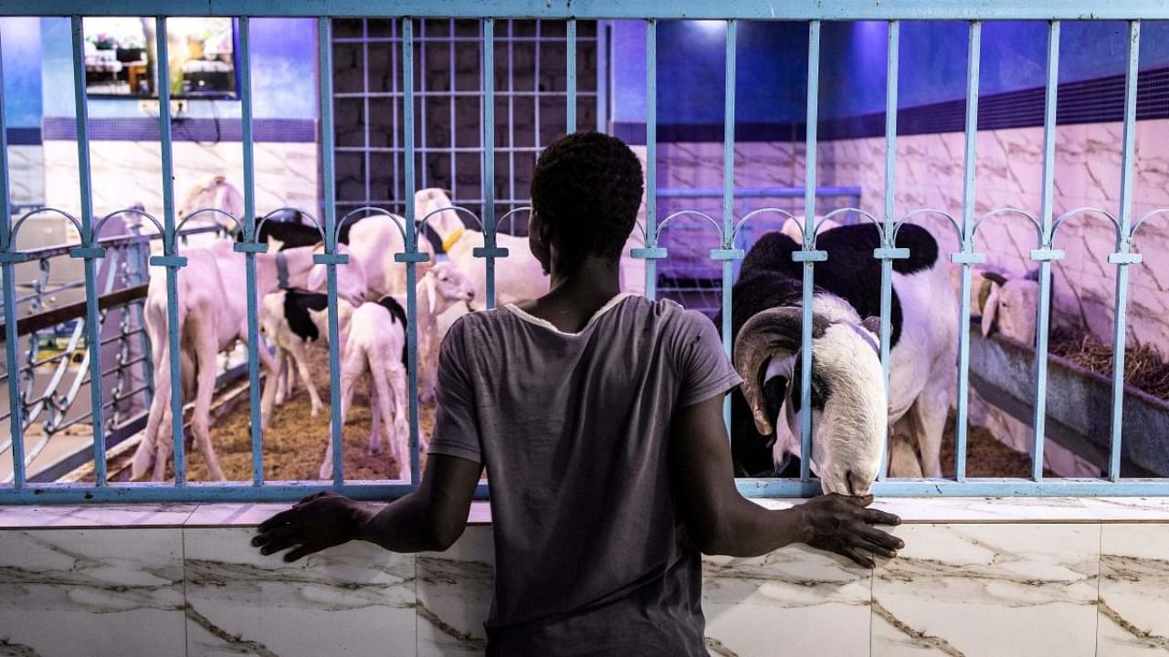 A herdsman stands with Cobra, a prize winning sheep which is said to be worth 54 000 USD, in famous Touba Taif sheep farm in Dakar. Credit: AFP Photo