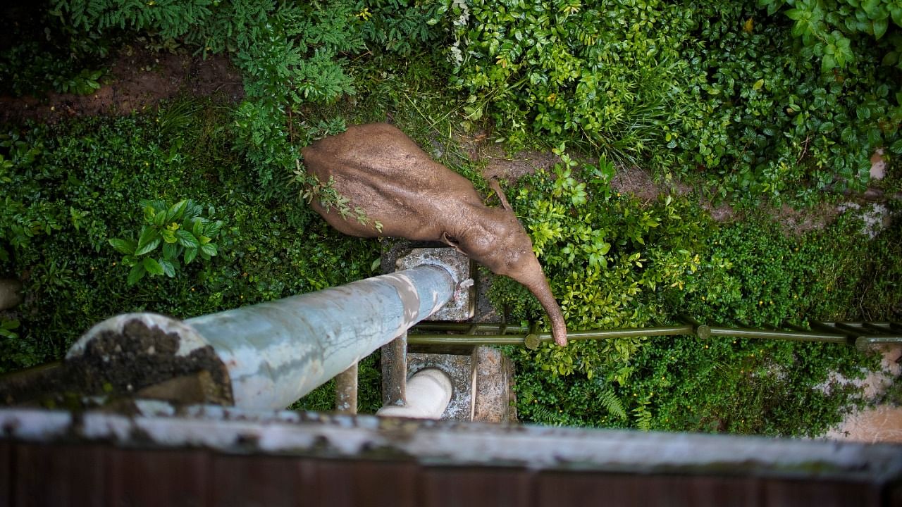 A wild female elephant grazes under a footbridge at the Wild Elephant Valley in Xishuangbanna Dai Autonomous Prefecture, Yunnan Province, China. Credit: Reuters Photo