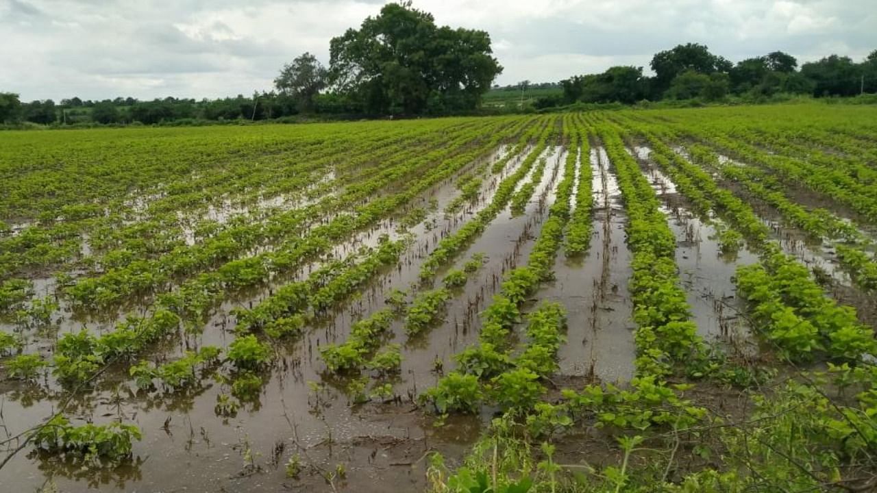 Standing crops are destroyed due to rain in Bidar taluk. DH Photo