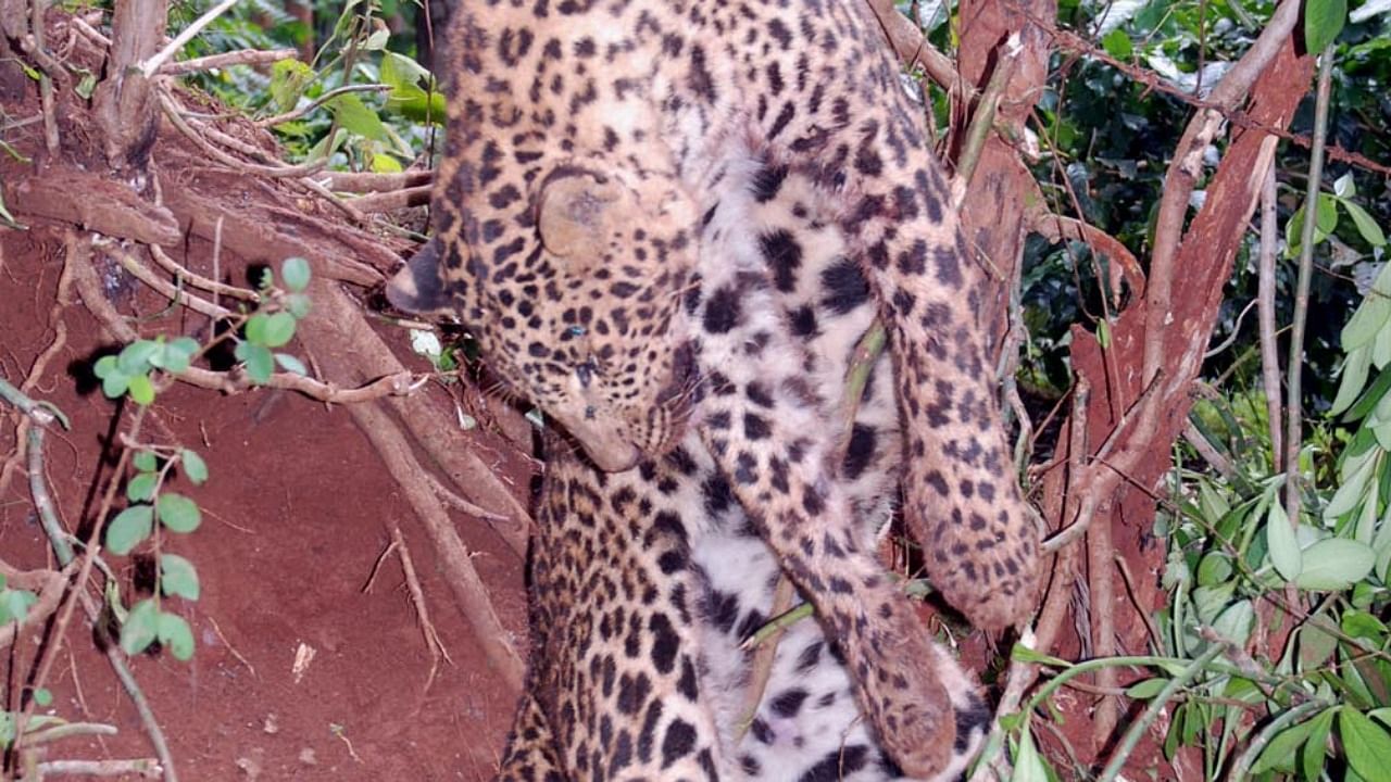 A leopard caught in a wire trap. Credit: Prasanna Kumar