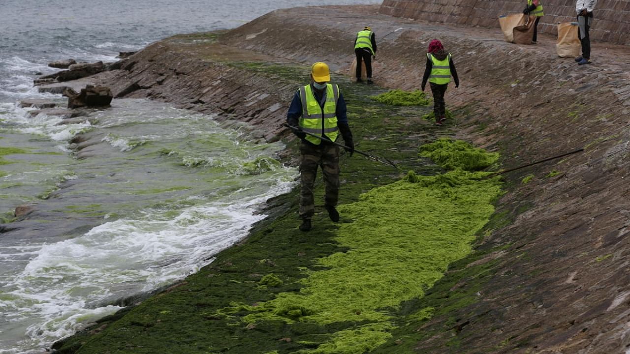 Workers clear algae along the coast in Qingdao, Shandong province, China June 12, 2021. Picture taken June 12, 2021. Credit: PTI Photo