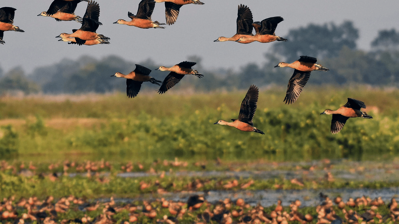 Pictured: Wetlands of Assam with migratory flocks of whistling ducks. Credit: PTI Photo