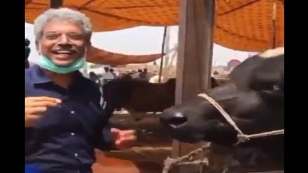 Pakistani reporter Amin Hafeez with the buffalo. Credit: Screengrab from the video