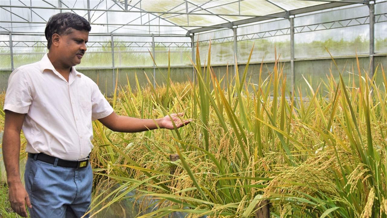 Golden rice breeder Mallikarjuna Swamy examining golden rice at the IRRI transgenic screenhouse in Los Banos. Credit: AFP Photo