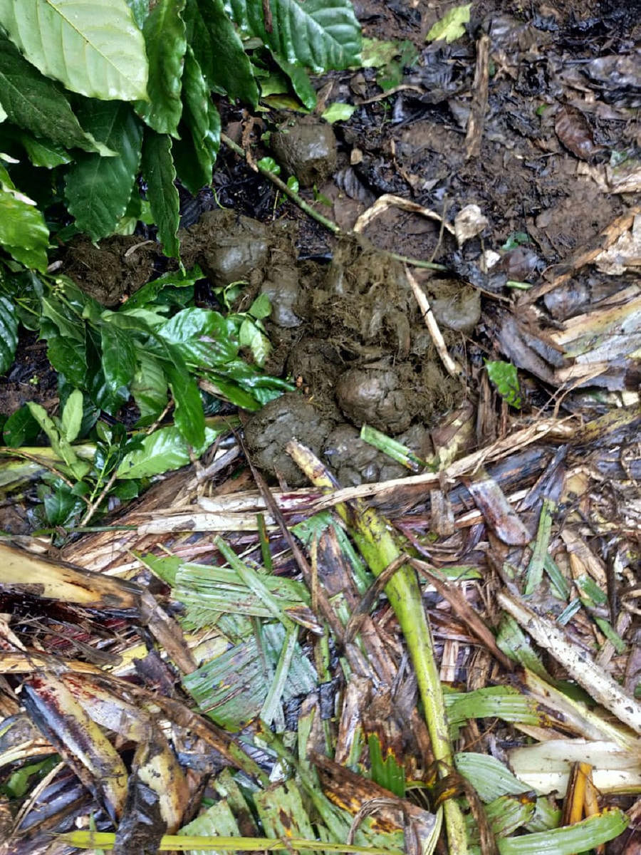 The elephants damaged plants in Naladi.