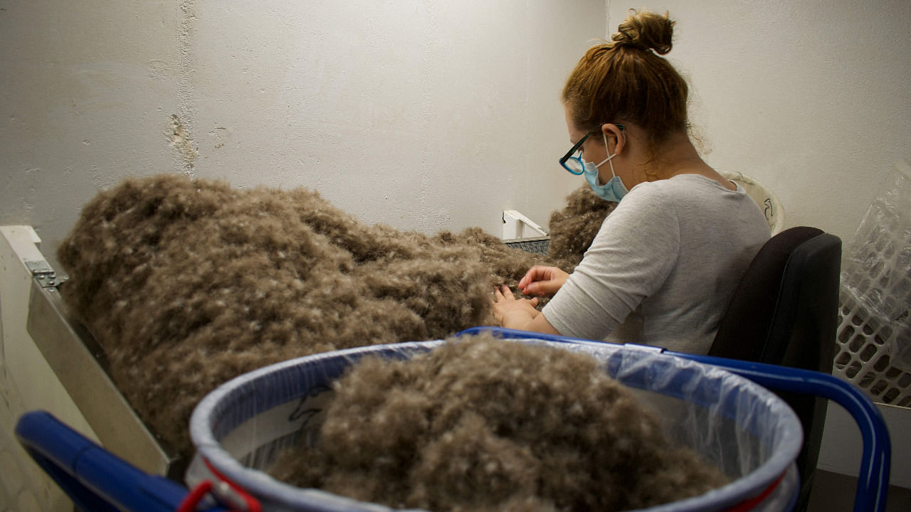A woman waring a face mask hand-cleans the remaining feathers off the eiderdown, at the King Eider company in Stykkisholmur, Iceland. Credit: AFP Photo