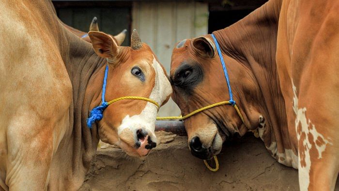 Assam is the gateway to the rest of the North-Eastern states, and already, complaints of a shortage of beef have started surfacing in Meghalaya. Credit: AFP File Photo