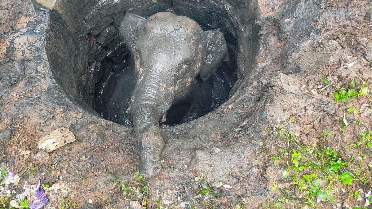 An elephant calf that had fallen into a soak pit at Devarapura Bhadragola. Credit: special arrangement