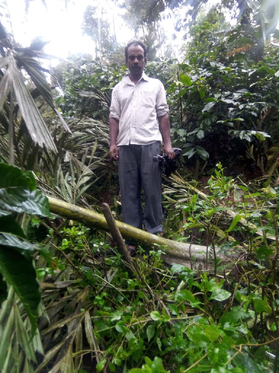 The damaged crops in Kunjila village.