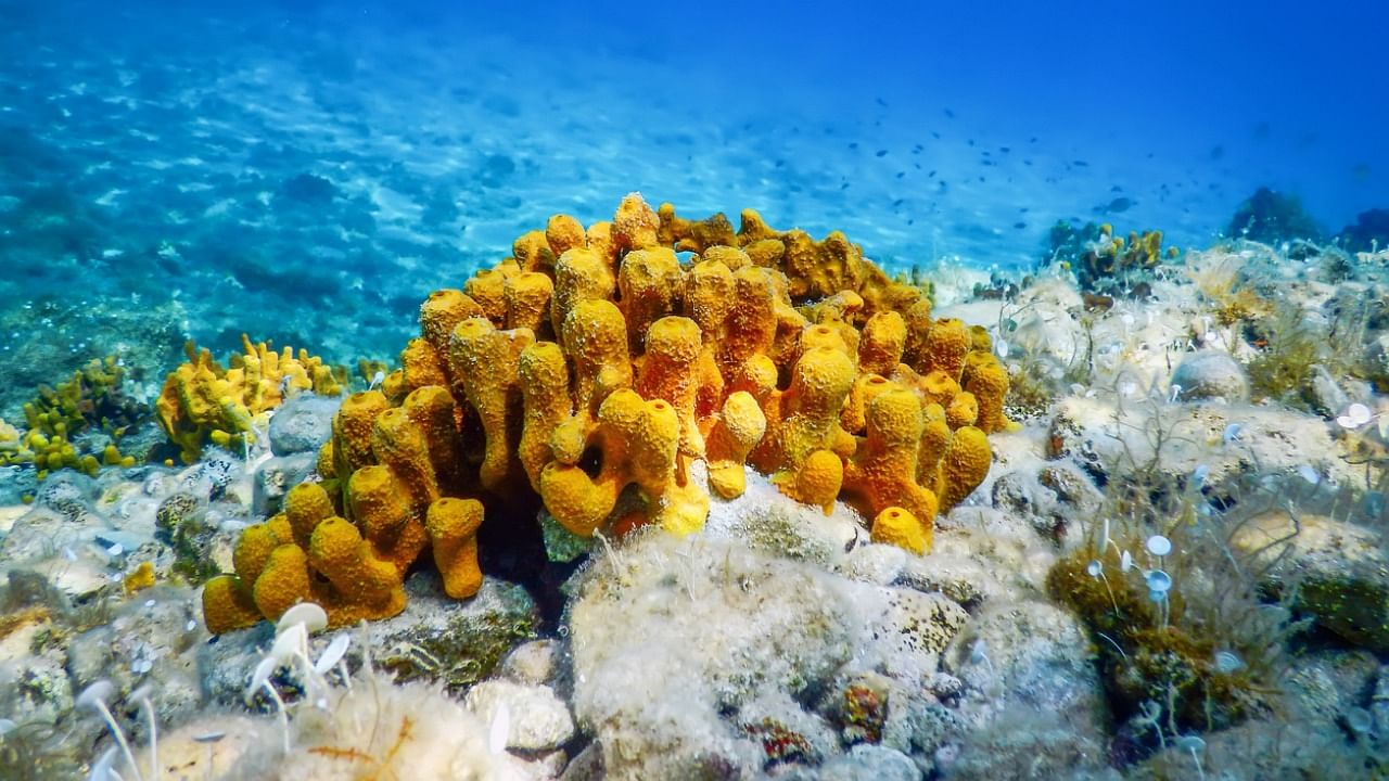 If the structures do turn out to be confirmed as sponge specimens, that means they would have lived roughly 90 million years before Earth's oxygen levels reached levels thought to be necessary to support animal life. Credit: iStock Photo