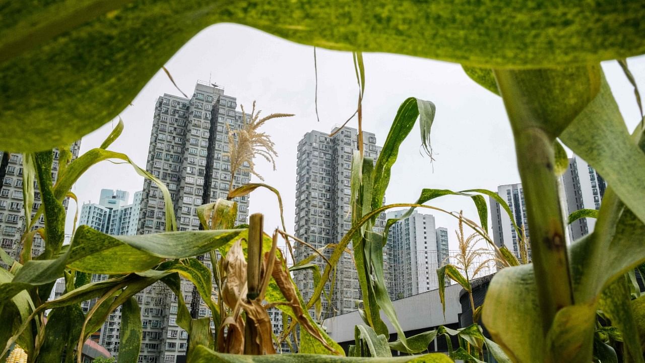 Residential buildings are seen beyond leaves of plants growing at the Sky Garden, a 1,200 square-metre rooftop garden on top of the Metropole Plaza shopping mall in Hong Kong. Credit: AFP File Photo