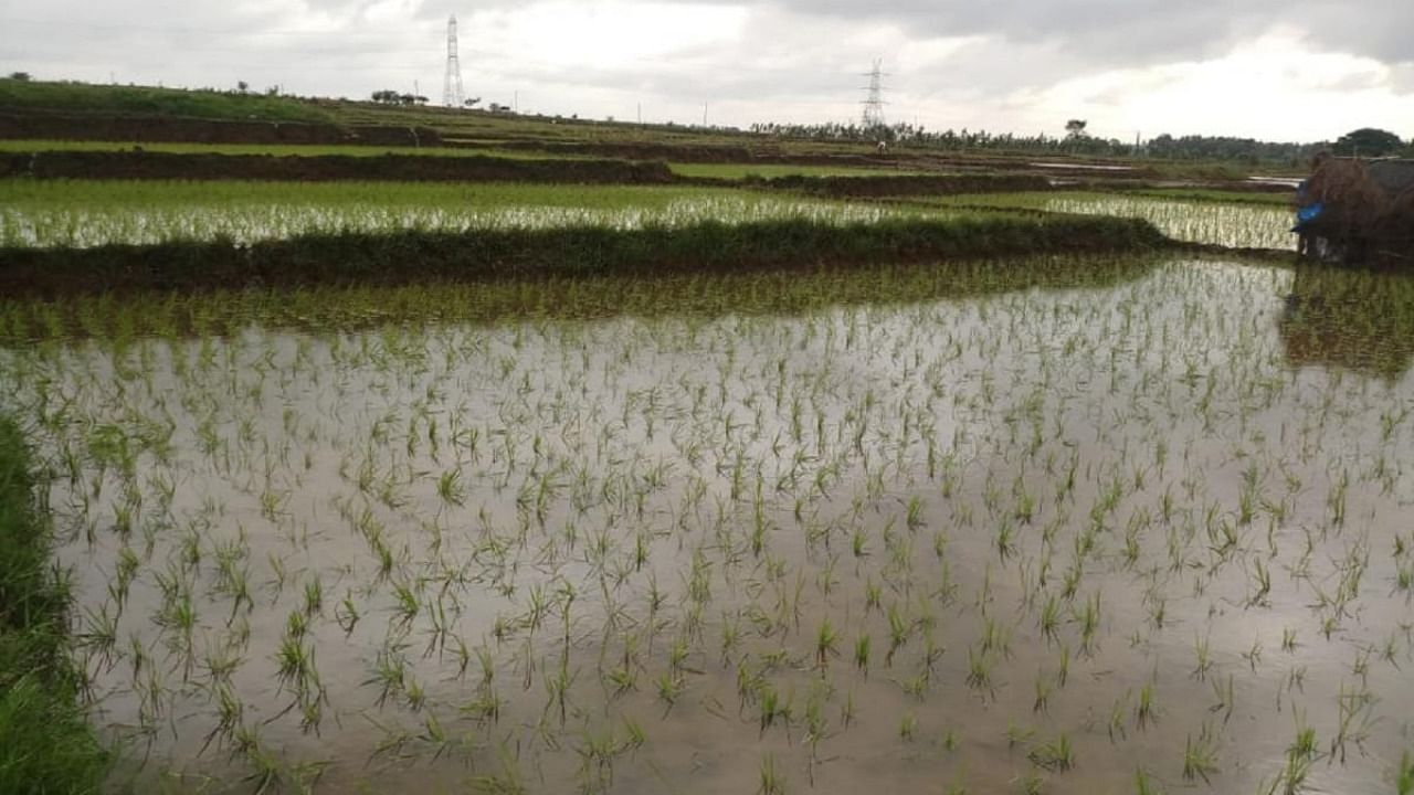Paddy fields at Bolanahalli-Hosaramanahalli in Hunsur taluk of Mysuru district. Credit: DH File Photo