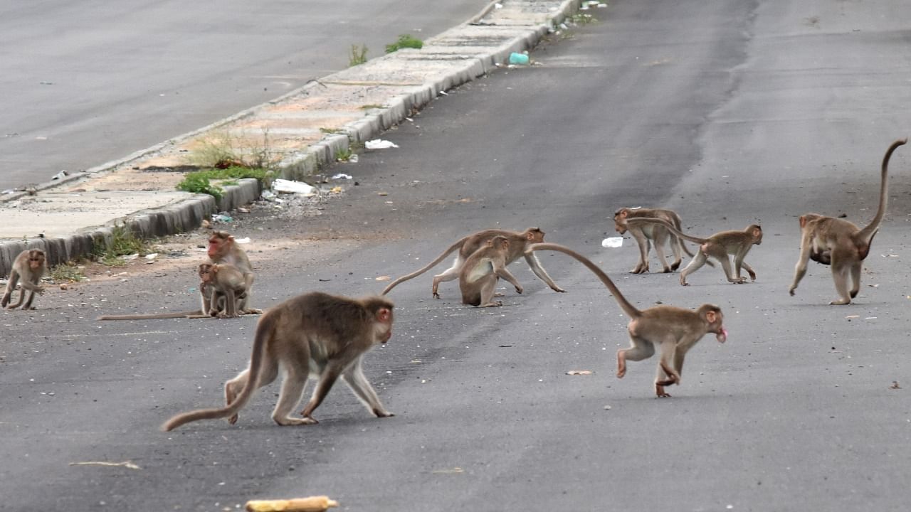 Carcasses of 38 monkeys were found in a bag on the roadside in Belur. Credit: DH File Photo