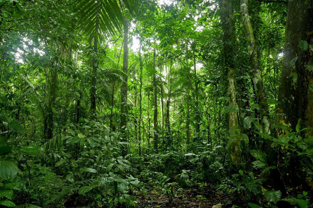 The Amazon rainforest 