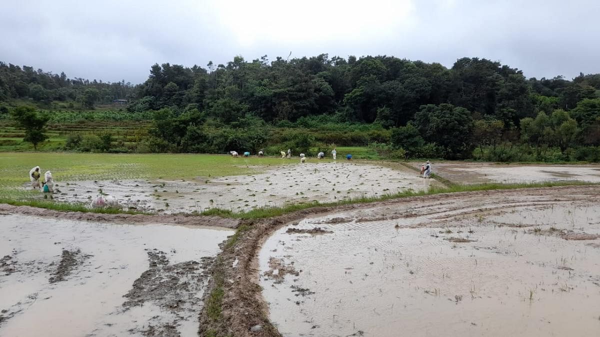 Women labourers transplant paddy seedlings in Odeyanapura.