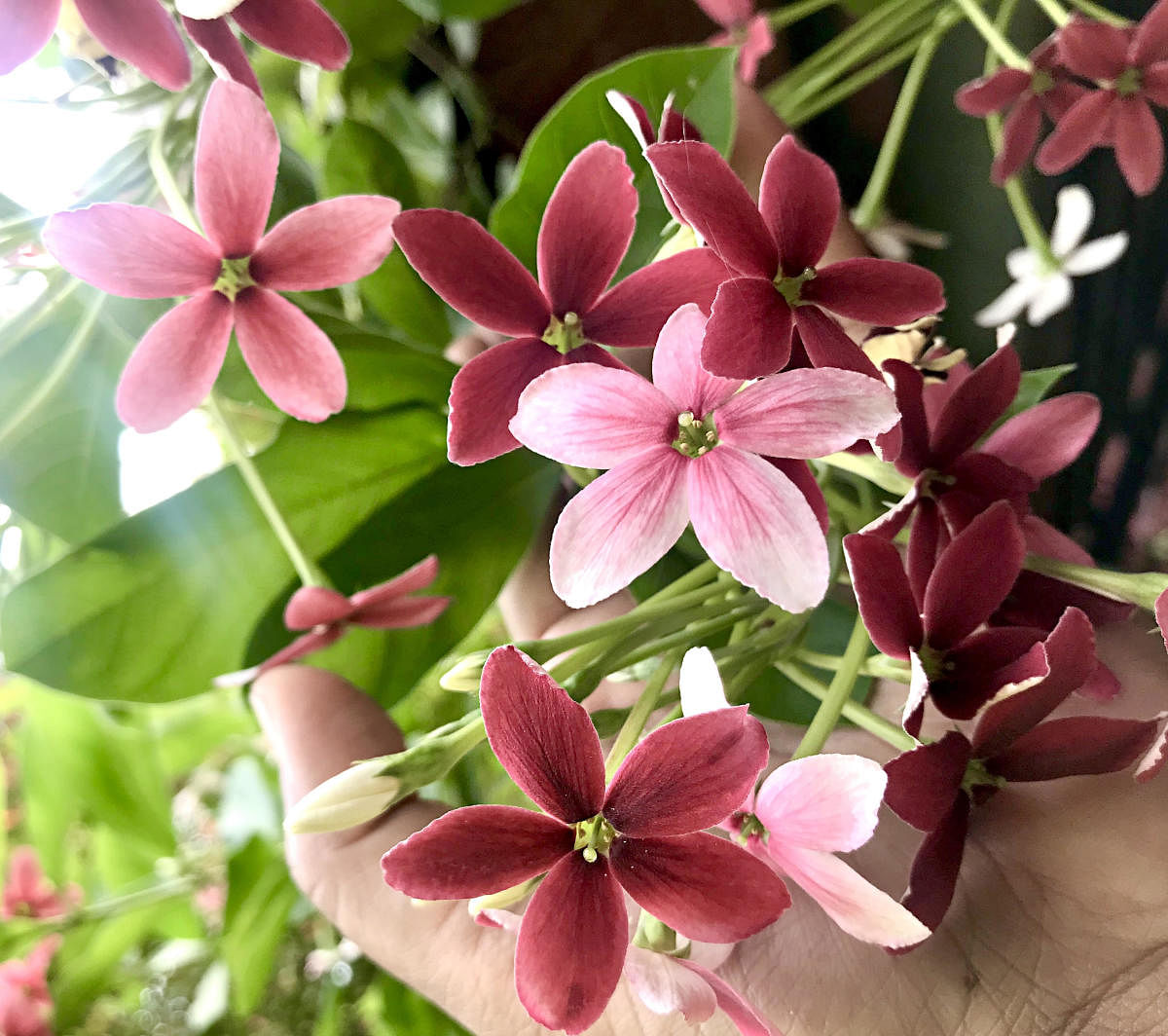 The Chinese honeysuckle vine (Pic by author)