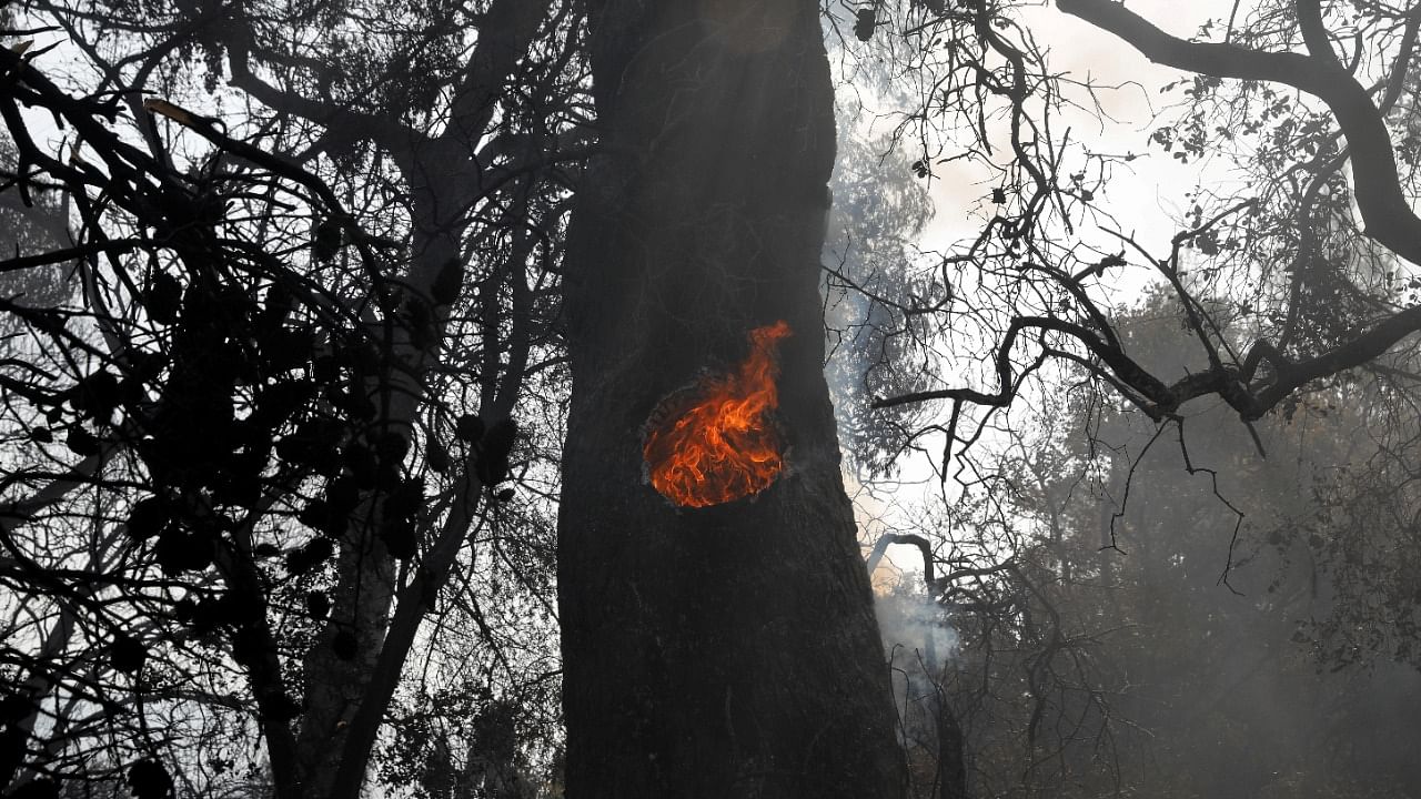 A tree trunk burns following a wildfire near the village of Labiri, near Patras, Greece, August 1, 2021. Credit: Reuters Photo