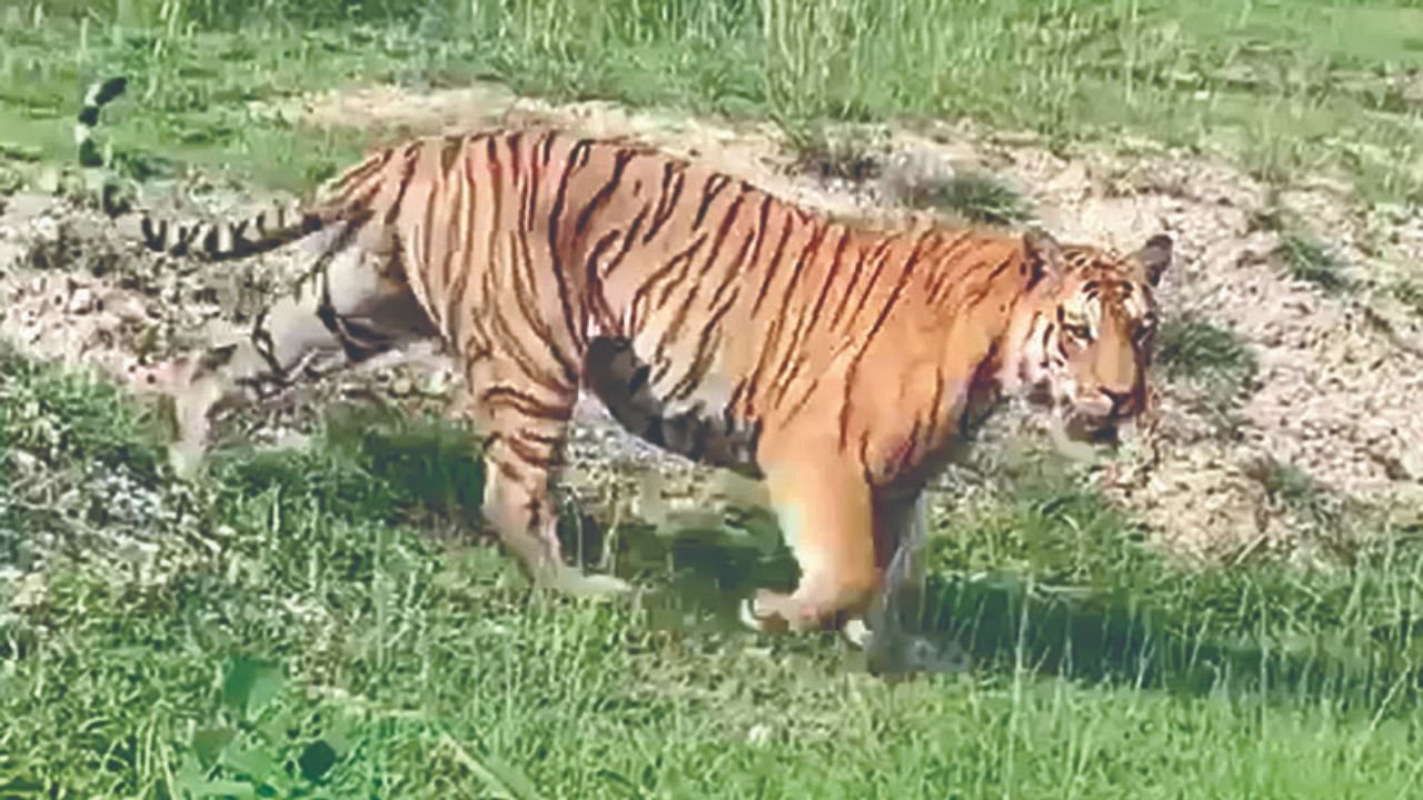 ‘Mayor King’ at Bandipur Tiger Reserve in Chamarajanagar district. Credit: DH File Photo 