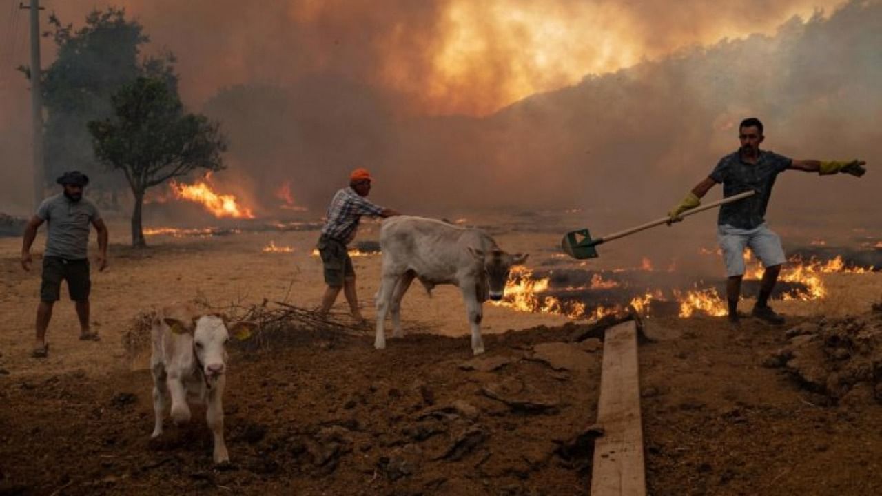 Men gather sheeps to take them away from an advancing fire on August 2, 2021 in Mugla, Marmaris district, as the European Union sent help to Turkey and volunteers joined firefighters in battling a week of violent blazes that have killed eight people. Credit: AFP Photo