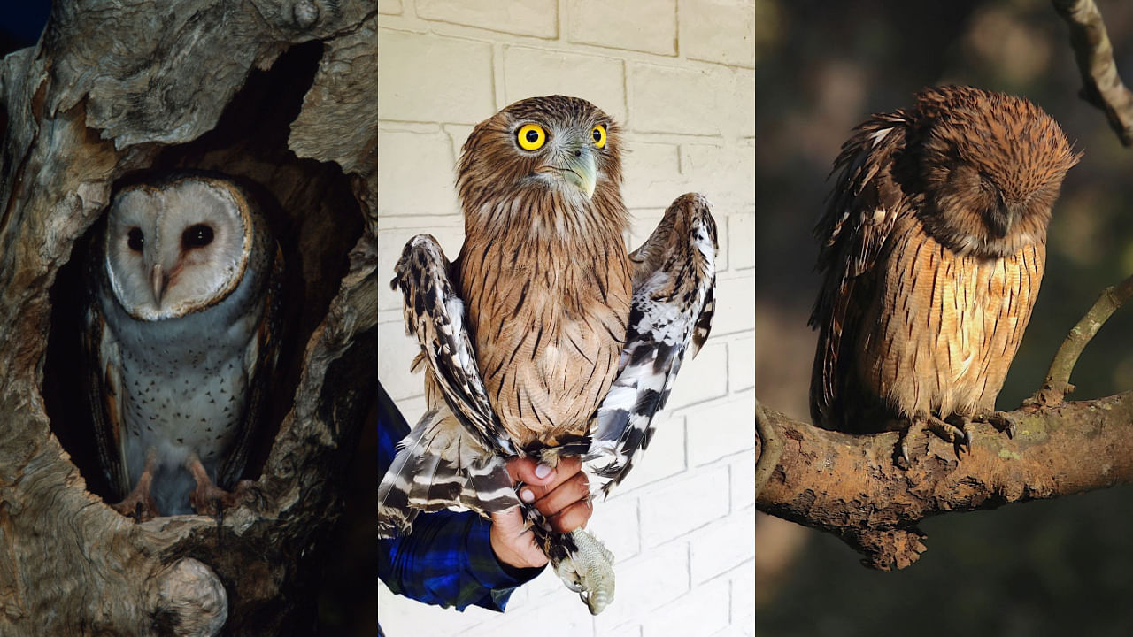 Some of the owl species that are subject to illegal wildlife trade in India. Credit: WWF-India