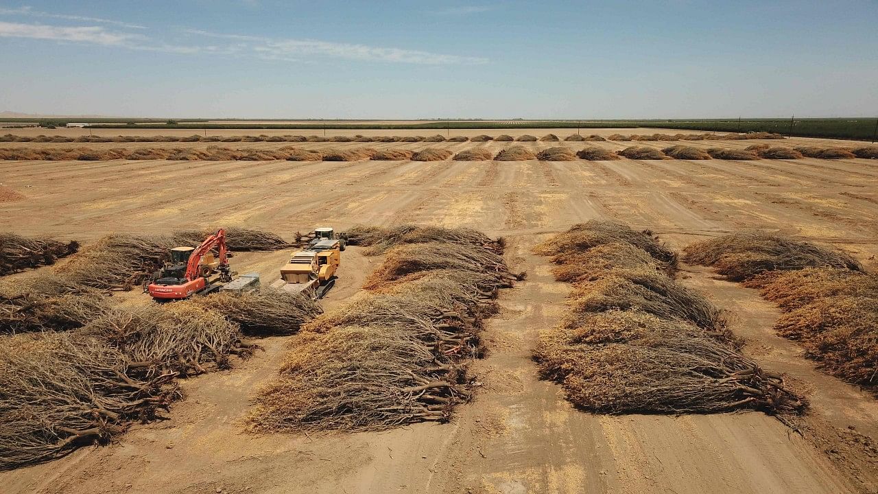 Dead almond trees lie in an open field after they were removed by a farmer because of a lack of water to irrigate them in Huron. Credit: AFP Photo