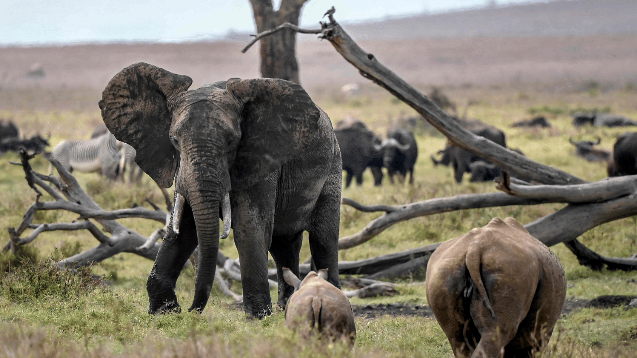 African savanna elephants have been particularly hard-hit, with their numbers plunging by at least 60 percent during the last half-century. Credit: AFP Photo