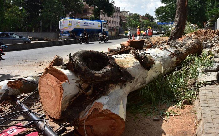 A champion tree chopped down to make way for the metro rail line at Bannerghatta Road. DH File Photo/Irshad Mahammad