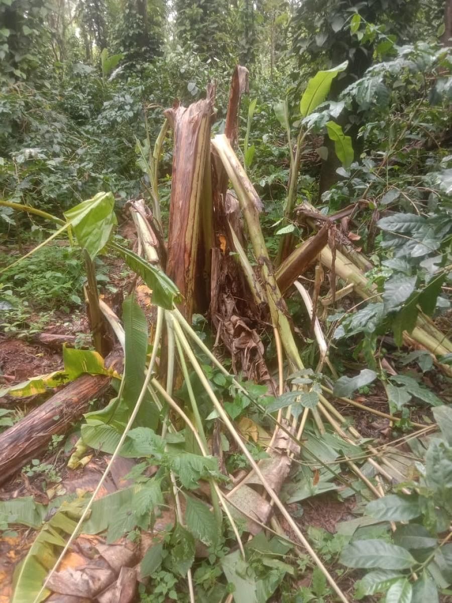 Elephants destroyed crops at plantations in Haralli village.