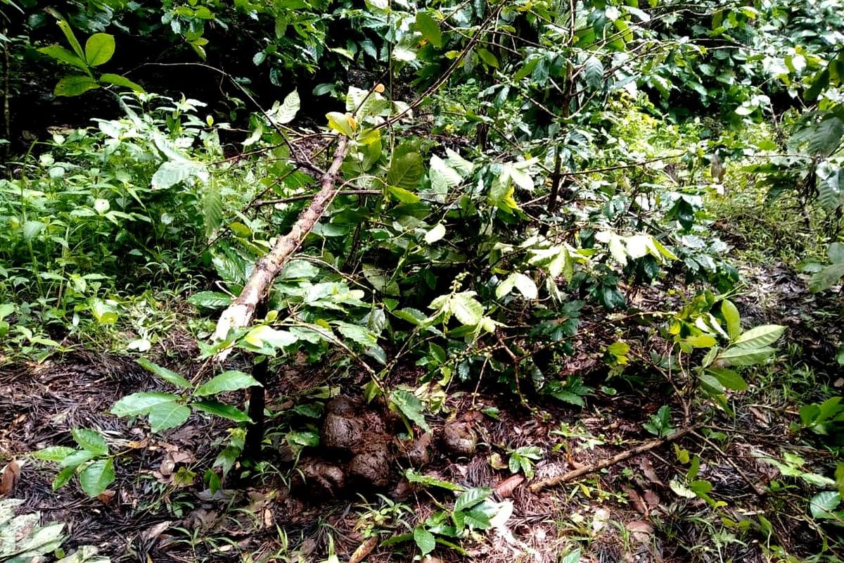 The damaged crops in Yalakanoor Hosalli.