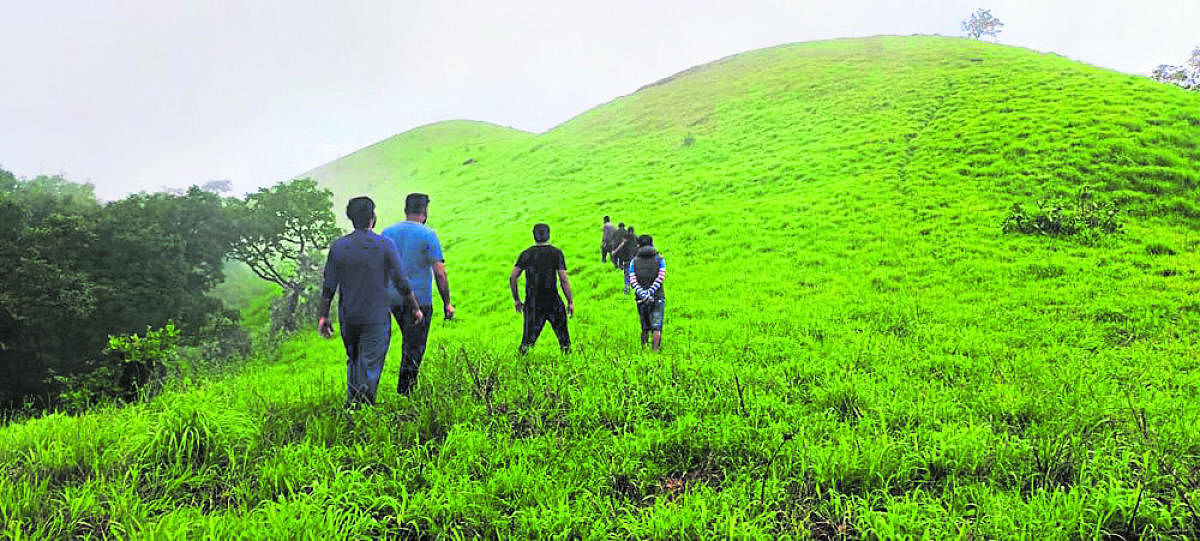 Trekkers en route to Kolikallumale Betta in Kodagu.