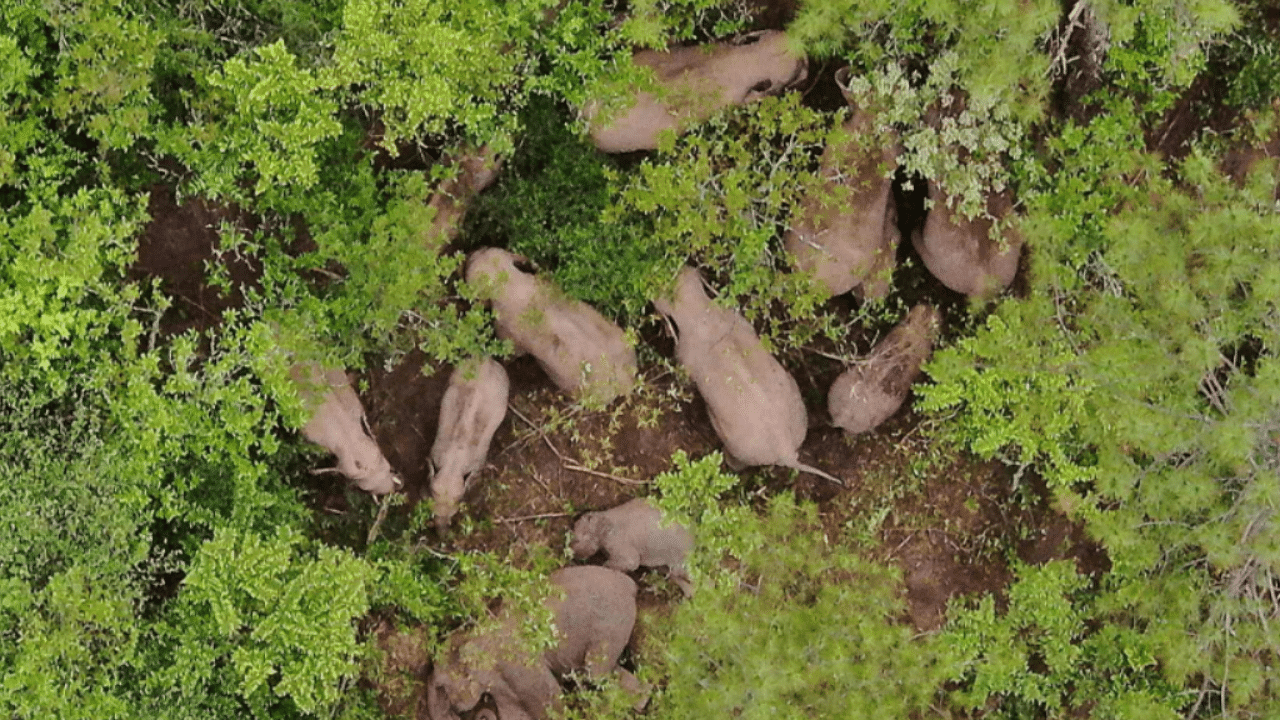 It's not just about keeping elephants in the forest, it's also about keeping people out. Credit: AFP Photo