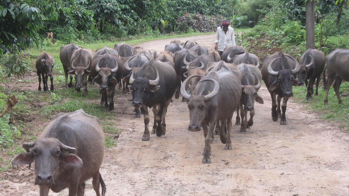 A labourer takes buffaloes back to the shed in Balamuri village on Wednesday.