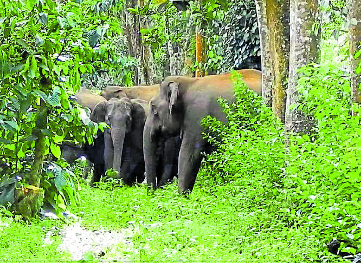 A herd of elephants camps in a coffee plantation in Kodagu district.