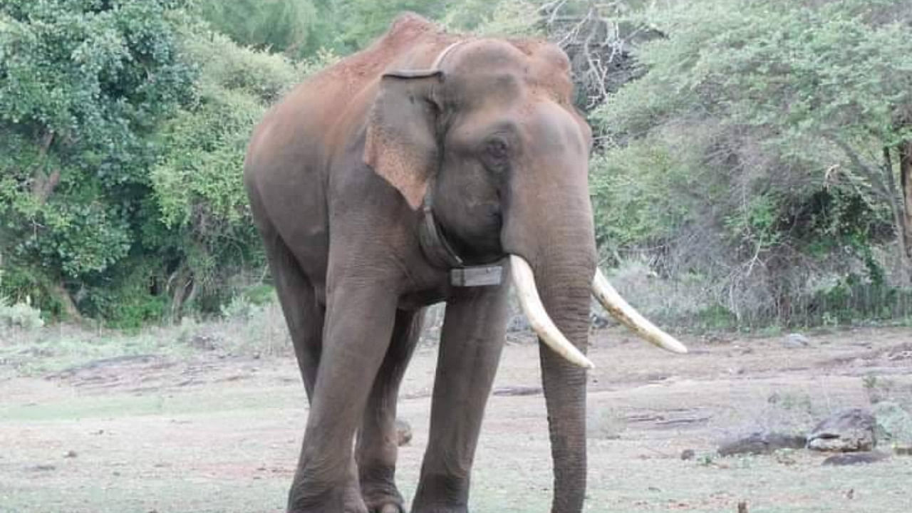 A recent photograph of Rivaldo. Credit: The Sigur Nature Trust