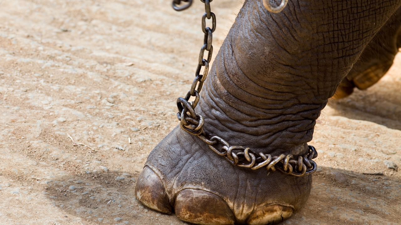 The People for Ethical Treatment of Animals and the FIAPO had moved the high court last year for the protection of animals in circuses stranded across the country. Credit: iStock Photo