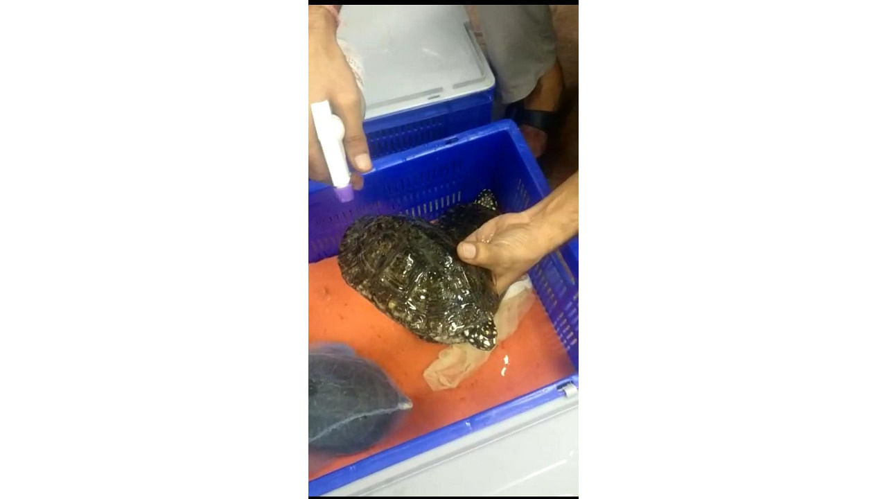 Turtles rescued and brought to Assam. Credit: Turtle Survival Alliance
