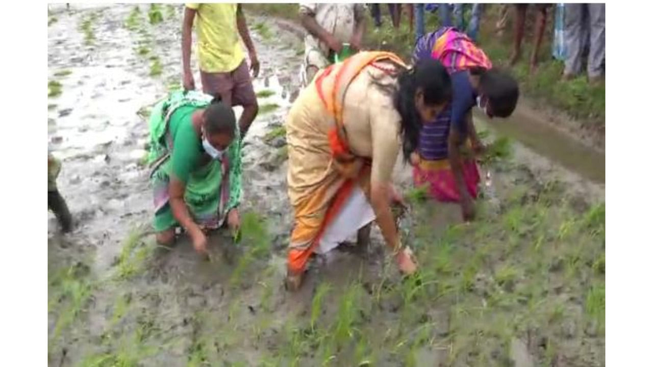 Minister of State for Agriculture and Farmers Welfare Shobha Karandlaje planting paddy seedlings. Credit: Special Arrangement