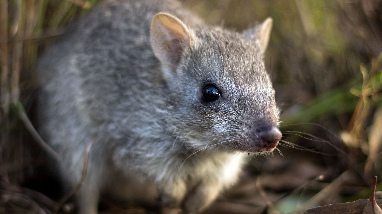 A truffle-eating Australian marsupial known as the rat kangaroo. Credit: AFP File Photo