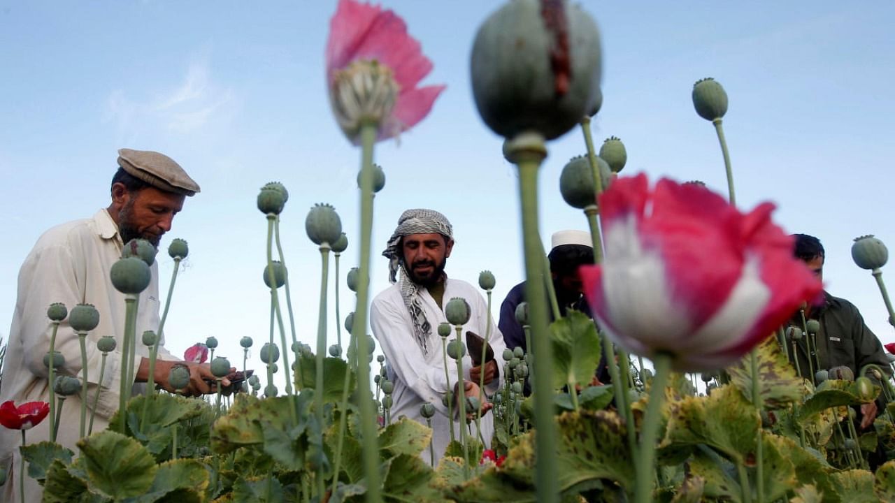  Afghan farmers work at a poppy field in Jalalabad province, Afghanistan. Credit: Reuters Photo