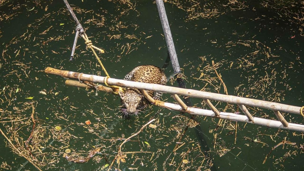 The leopard was trapped inside a 25 ft deep well in Otur. Credit: Wildlife SOS