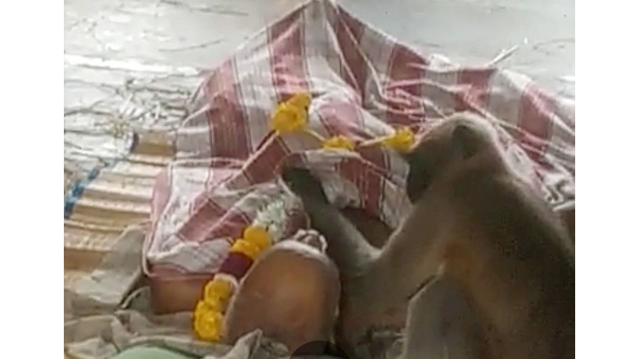  The langur placed its head on the body for a few minutes and left the place on its own. Photo: DH Screengrab