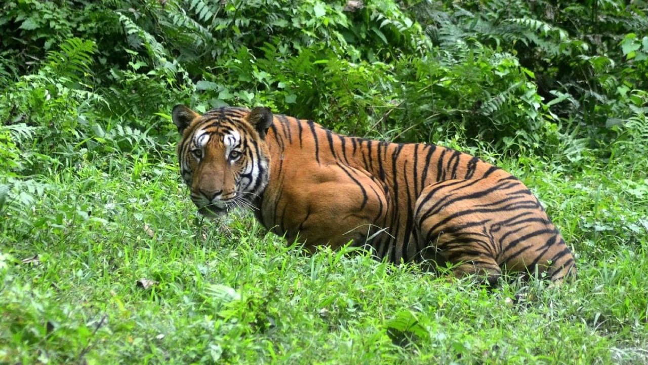  Indian Bengal tiger looks on in a forest clearing in Kaziranga National Park. Credit: AFP File Photo