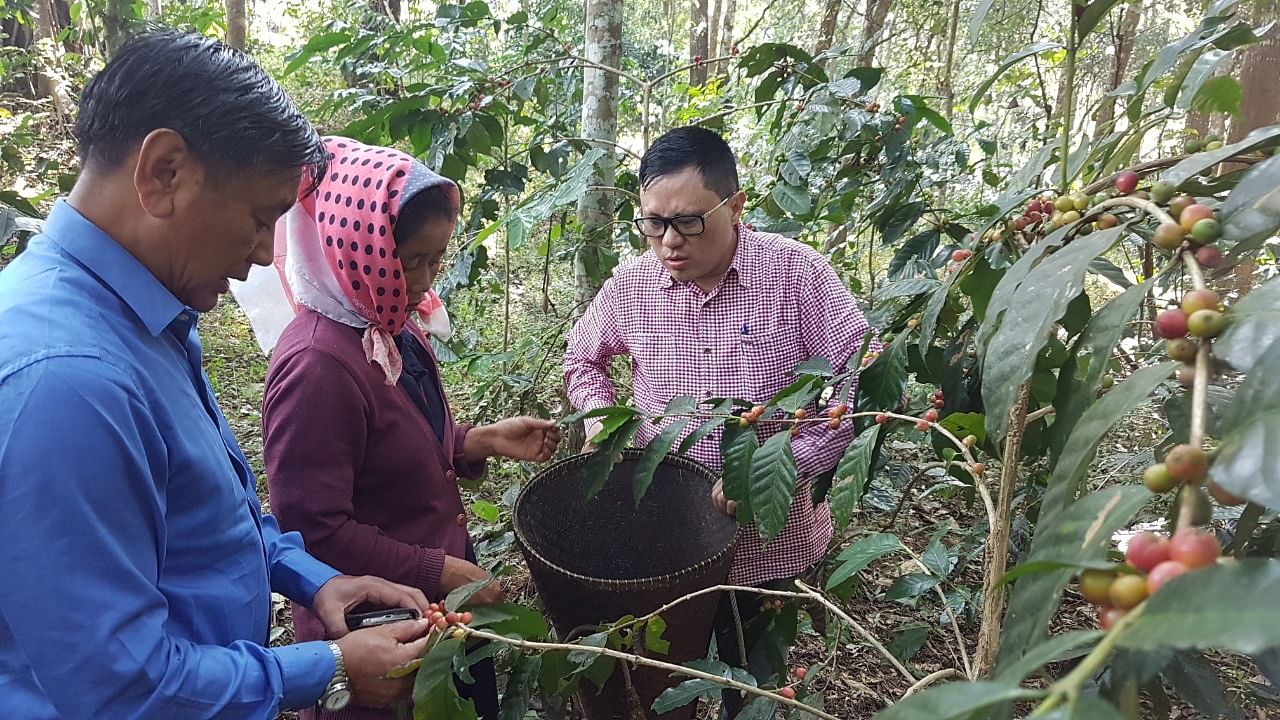 Coffee grown on the hills of Nagaland. Credit: Nagaland Government