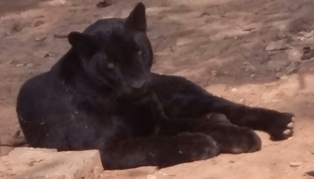 A black panther, which was sent from Assam State Zoo, Guwahati to Reliance-owned zoo at Jamnagar in Gujarat in January. (Photo credit: Assam State Zoo, Guwahati)
