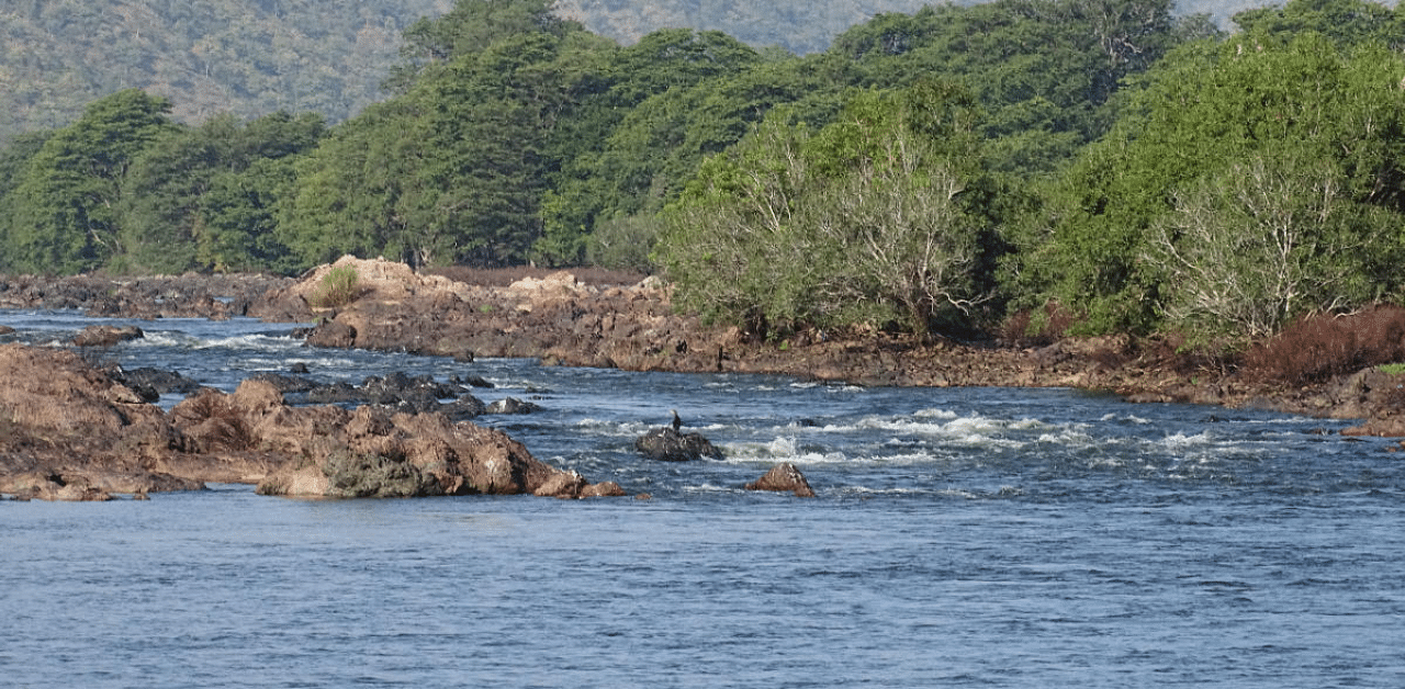 Cauvery river. Credit: DH File Photo