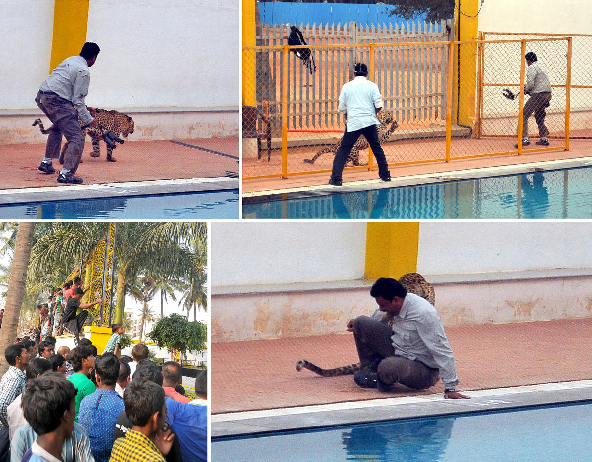 In 2016, a leopard entered the campus of Vibgyor High School and attacked conservation expert Sanjay Gubbi, who had been called to the scene by forest officials.